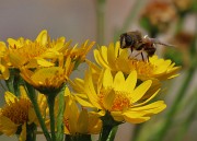 70 Bei fiori gialli con ospite